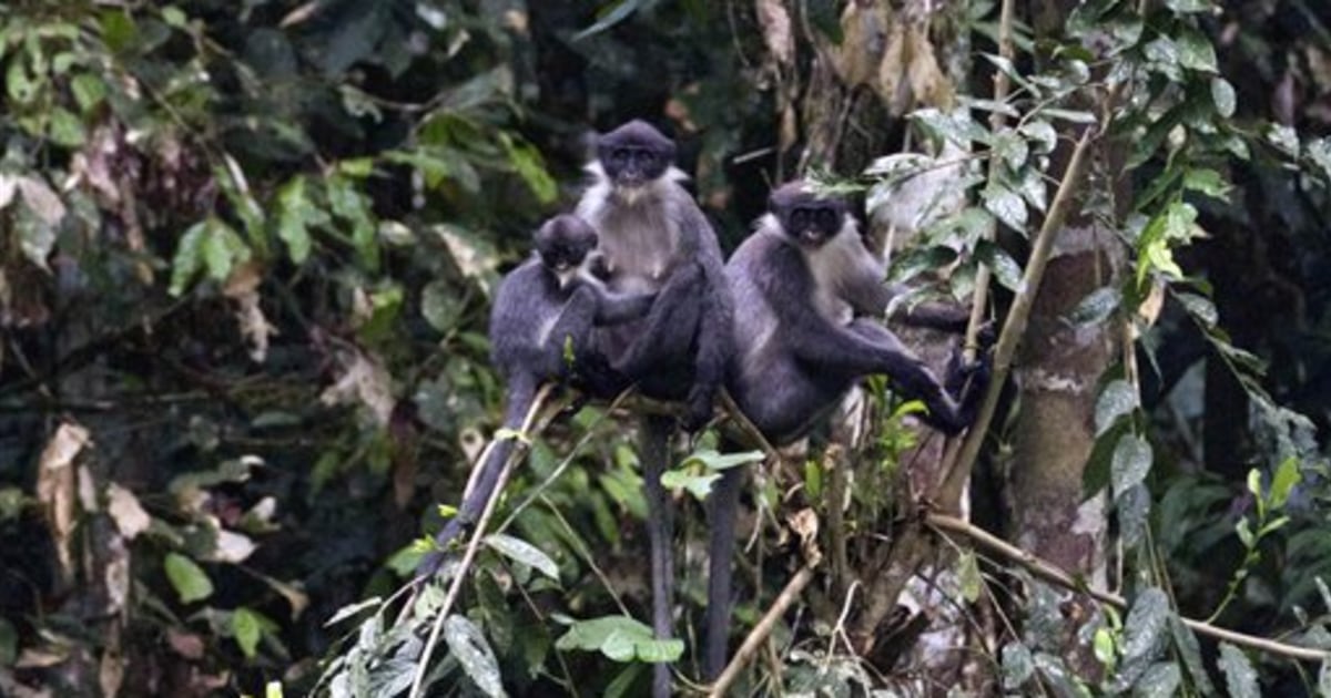 Monkey long believed extinct found in Indonesia